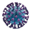 hmpv